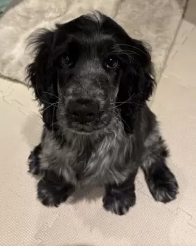 こだま 様のお迎えした子犬