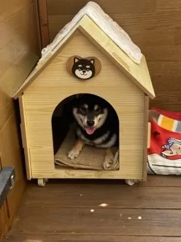 チャッピー 様のお迎えした子犬