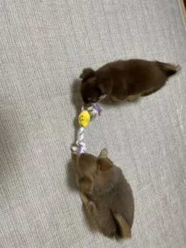 ひかり 様のお迎えした子犬