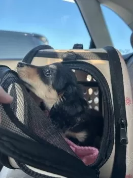 ガク 様のお迎えした子犬
