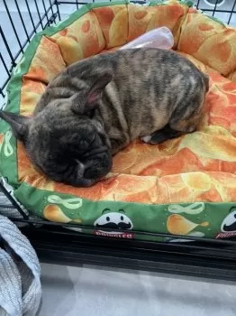 M 様のお迎えした子犬