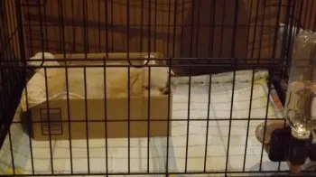 ゆきちゃん 様のお迎えした子犬