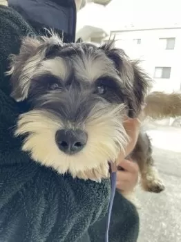 くまさん 様のお迎えした子犬