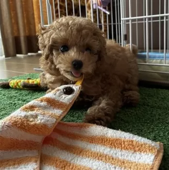 みき 様のお迎えした子犬