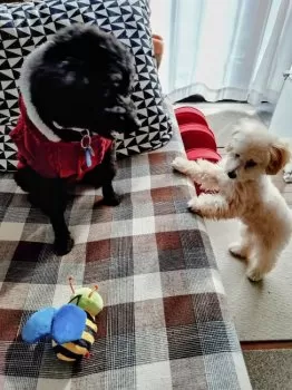 ミキティ 様のお迎えした子犬