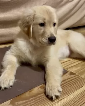 K.I 様のお迎えした子犬