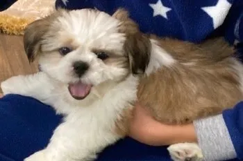 S.Ｉ 様のお迎えした子犬
