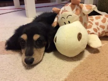 ヒロ 様のお迎えした子犬