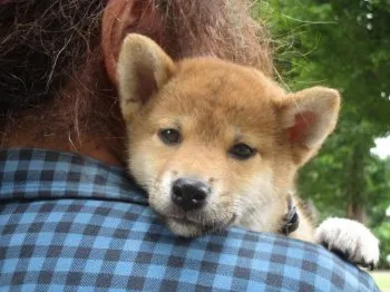 JEFF 様のお迎えした子犬