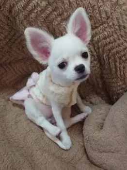 ゆきちゃん 様のお迎えした子犬