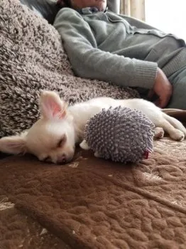 もぐ姫 様のお迎えした子犬