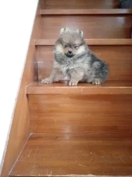 ゴエモン 様のお迎えした子犬