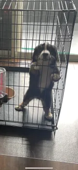 I 様のお迎えした子犬