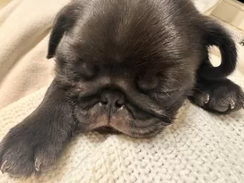 たかし 様のお迎えした子犬