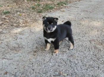 sykのママ 様のお迎えした子犬