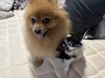 S.T 様のお迎えした子犬