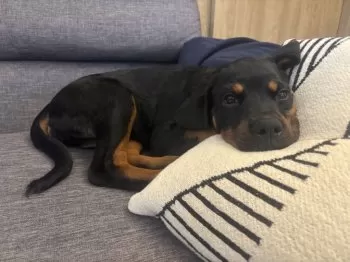 かおり 様のお迎えした子犬