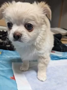 パル 様のお迎えした子犬