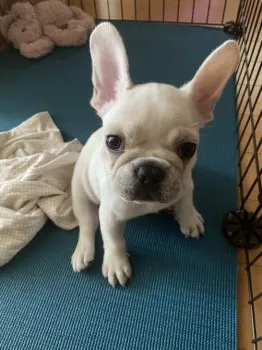 プーちゃん 様のお迎えした子犬