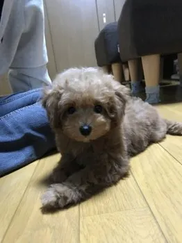 むぎママ 様のお迎えした子犬