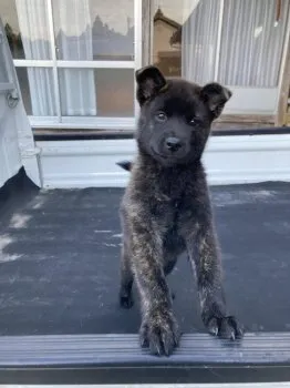 A.I 様のお迎えした子犬