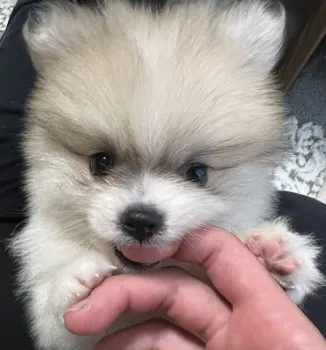 K.H 様のお迎えした子犬