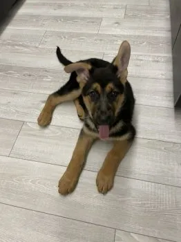 nzm 様のお迎えした子犬