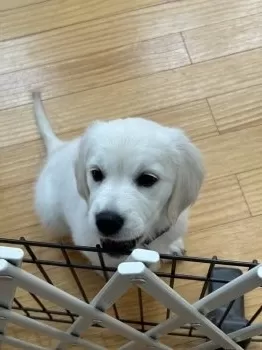 マオママ 様のお迎えした子犬