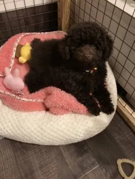 Kona 様のお迎えした子犬