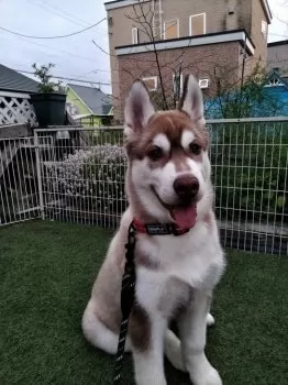 こましゅう 様のお迎えした子犬