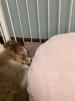 M.O 様のお迎えした子犬