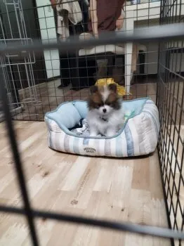 N.H 様のお迎えした子犬