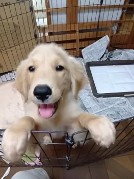 梅ちゃん先生 様のお迎えした子犬