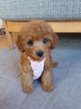 Y.M 様のお迎えした子犬