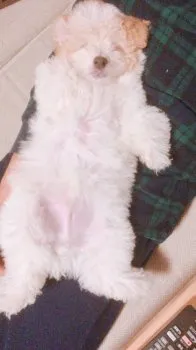 neeche 様のお迎えした子犬