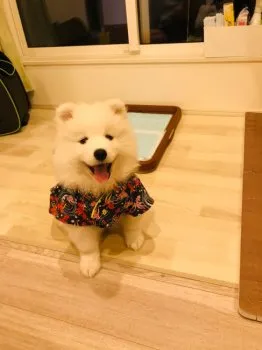 MOCO 様のお迎えした子犬