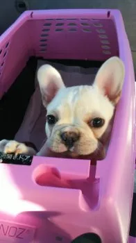 む～ちゃん 様のお迎えした子犬