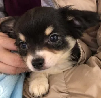 シエル 様のお迎えした子犬