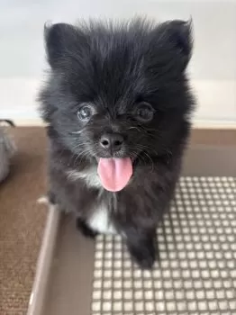 ハル 様のお迎えした子犬