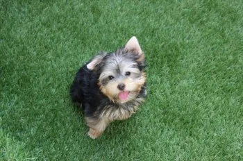 りんのパパ 様のお迎えした子犬