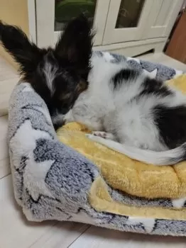 パピコ 様のお迎えした子犬