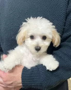 とうちゃん 様のお迎えした子犬