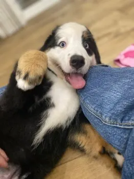 みほ 様のお迎えした子犬