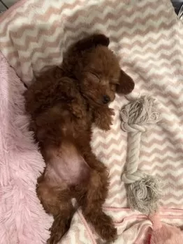 ラテ 様のお迎えした子犬