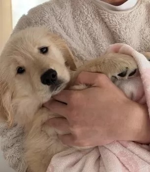 K.S 様のお迎えした子犬