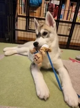 A.N 様のお迎えした子犬