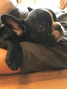 ゆみんこ 様のお迎えした子犬