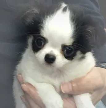 うめ吉 様のお迎えした子犬
