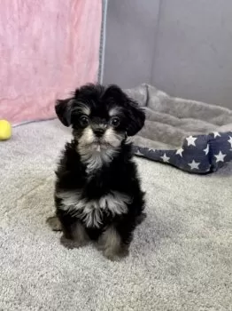 ヤマキング 様のお迎えした子犬