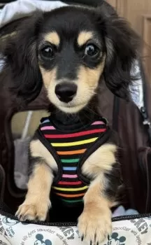 Y.K 様のお迎えした子犬